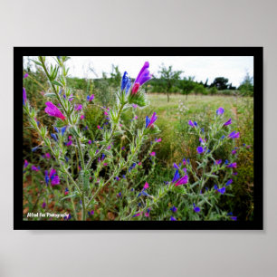Purple Viper's-bugloss, Echium Plant Poster