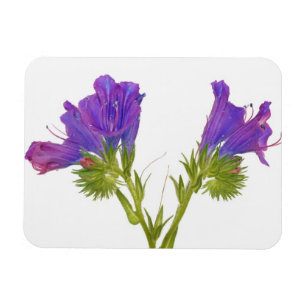Purple vipers bugloss (echium plantagineum) magnet