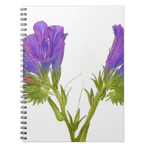 Purple vipers bugloss (echium plantagineum) notebook