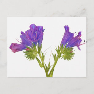 Purple vipers bugloss (echium plantagineum) postcard