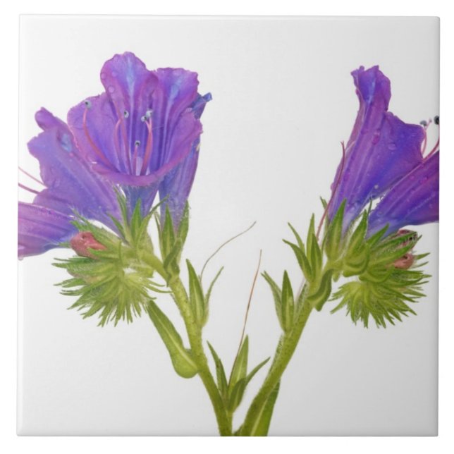 Purple vipers bugloss (echium plantagineum) tile (Front)