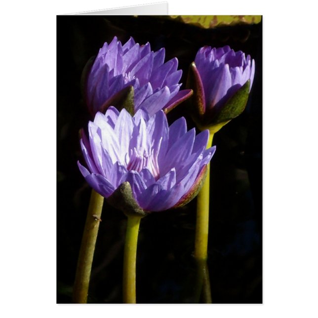 Purple Water Lilies (Front)
