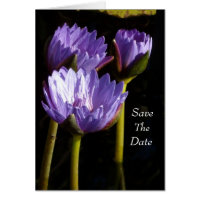 Purple Water Lilies