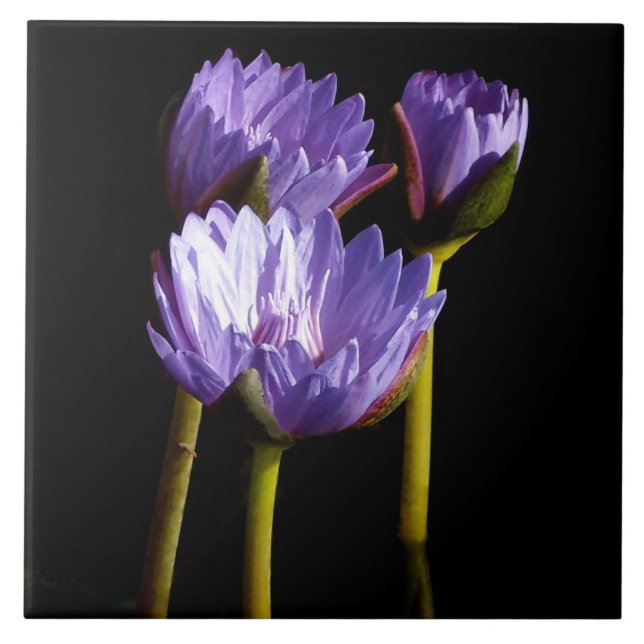 Purple Water Lilies Ceramic Tile (Front)