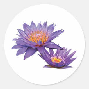 Purple Water Lilies Classic Round Sticker