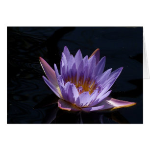 Purple Water Lily