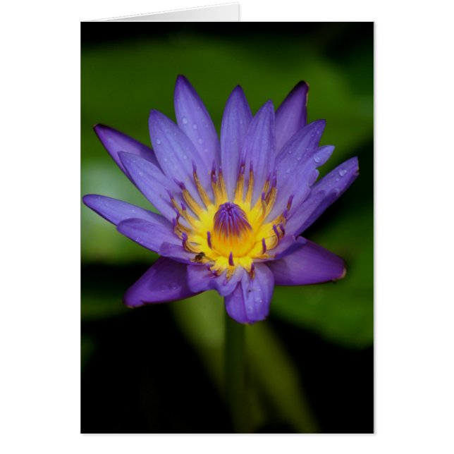 Purple Water Lily (Front)