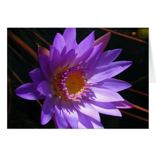 Purple Water Lily (Front Horizontal)