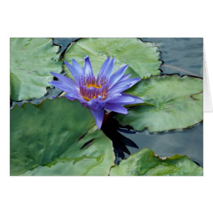 Purple Water Lily