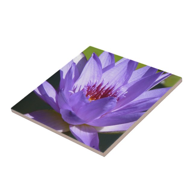 Purple Water Lily Ceramic Tile (Side)