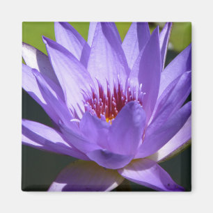 Purple Water Lily Magnet