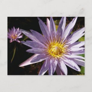 Purple Water Lily Postcard
