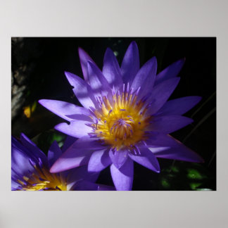 Purple Water Lily Poster