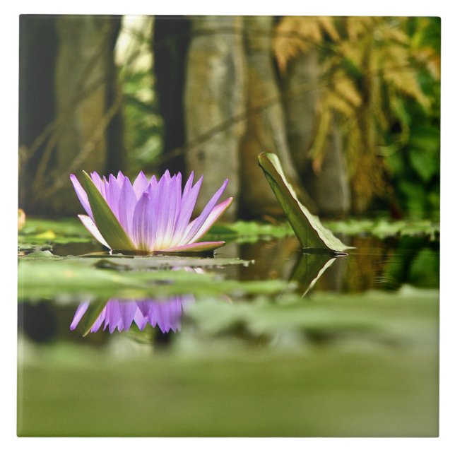 PURPLE WATER LILY REFLECTING IN A POND TILE (Front)