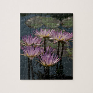 Purple Waterlilies Lotus Jigsaw Puzzle