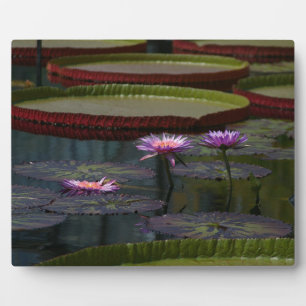 Purple Waterlilies Lotus Plaque