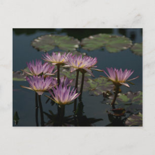 Purple Waterlilies Lotus Postcard