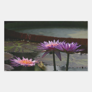 Purple Waterlilies Lotus sticker