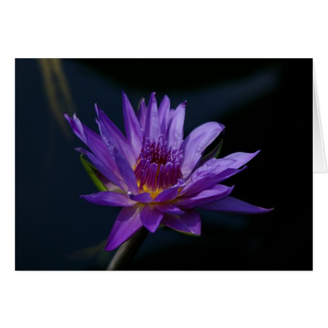 Purple Waterlily (Front Horizontal)