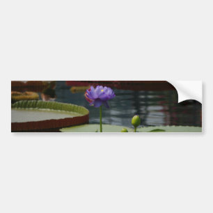 Purple Waterlily Bumper Sticker
