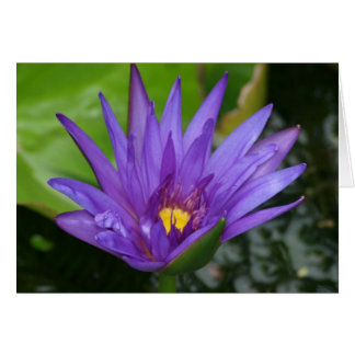 Purple Waterlily Card