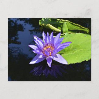 Purple Waterlily Collectable Postcards