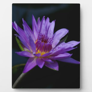 Purple Waterlily Lotus Plaque