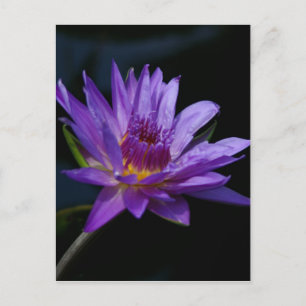 Purple Waterlily Lotus Postcard