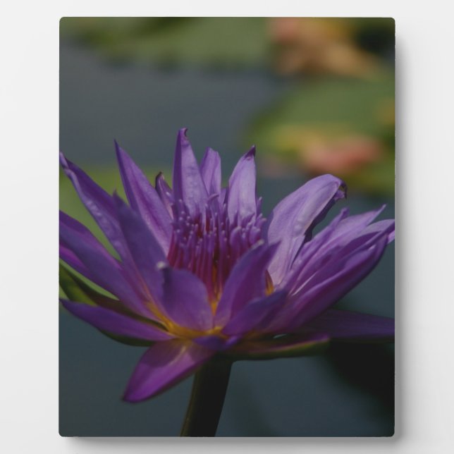 Purple Waterlily Plaque (Front)