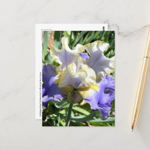 Purple & White Bearded Iris Postcard