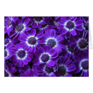 Purple White Cinerarias