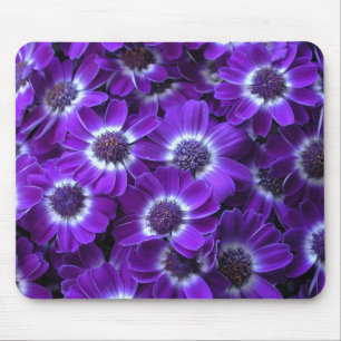 Purple White Cinerarias Mouse Pad