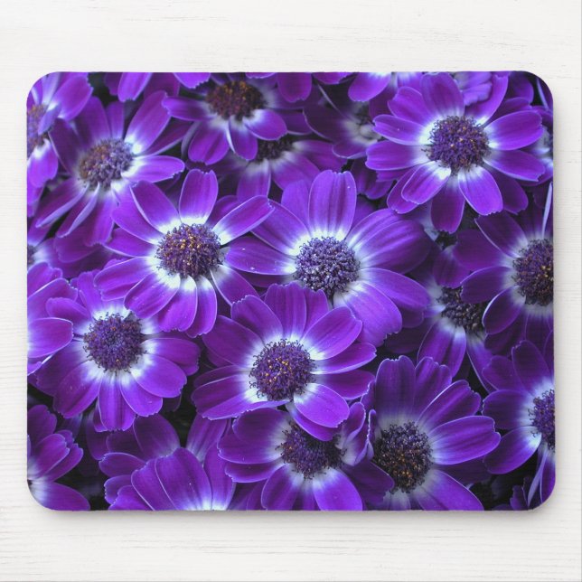 Purple White Cinerarias Mouse Pad (Front)