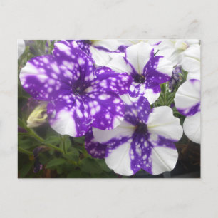 Purple White Garden Flowers DIY Postcard