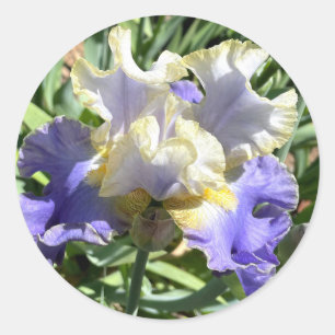 Purple & White Iris with Gold Trim Stickers