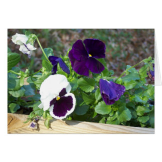Purple & White Pansy