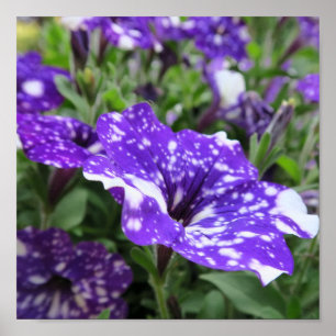 purple, white, petunia, flower, nature, summer, poster