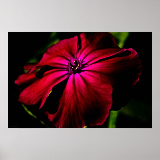 Purple Wild Flower wapcnm Poster (Front)