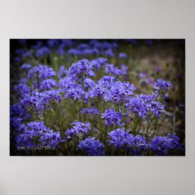 Purple Wildflower Poster Black Vignette (Front)