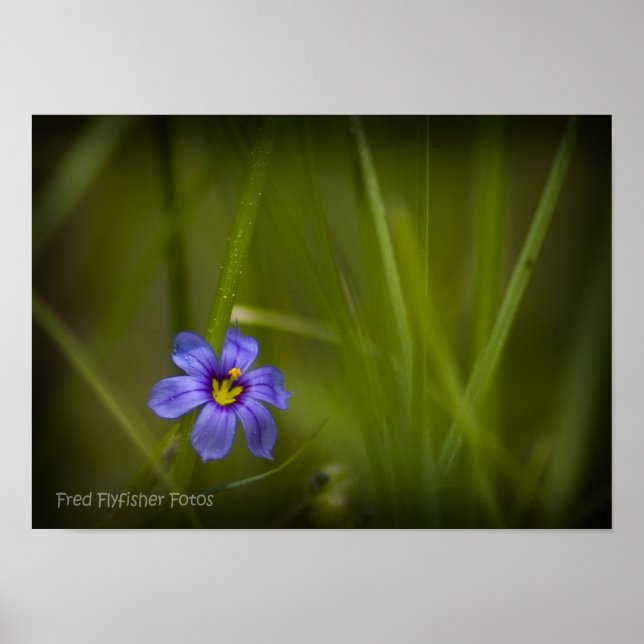 Purple Wildflower Vignette Poster (Front)