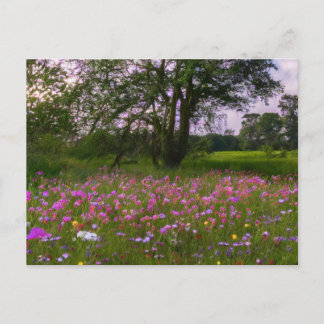 Purple Wildflowers at Dusk in the Country Holiday Postcard