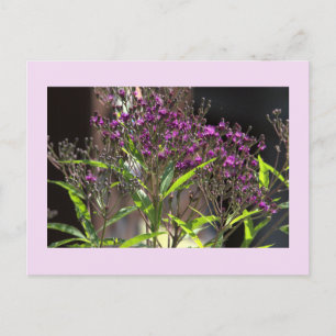 Purple Wildflowers Photo Postcard