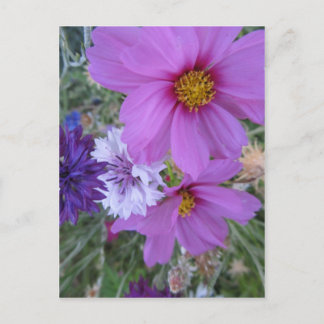 purple wildflowers postcard