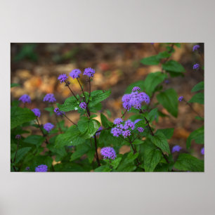 Purple Wildflowers Poster