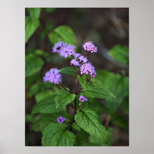 Purple Wildflowers Poster (Front)