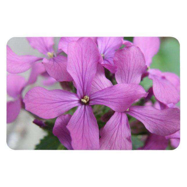 Purple Wildflowers Premium Magnet (Horizontal)