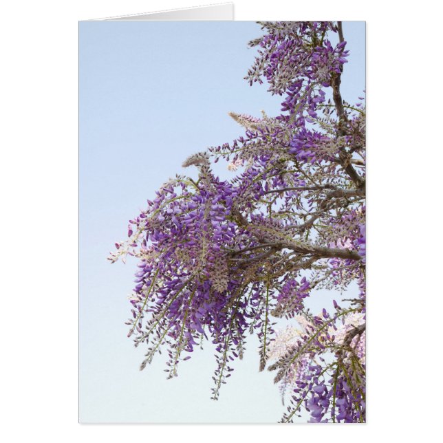 Purple Wisteria Card (Front)