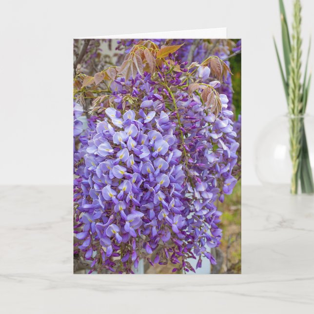 purple wisteria card (Front)