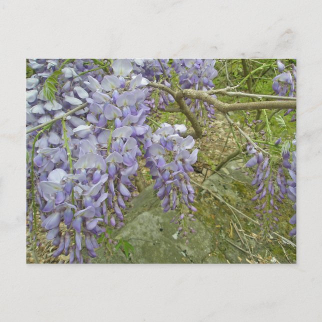 Purple Wisteria Coordinating Items Postcard (Front)