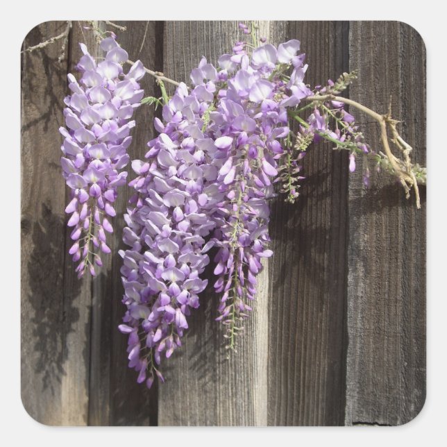 Purple Wisteria Flower Stickers (Front)